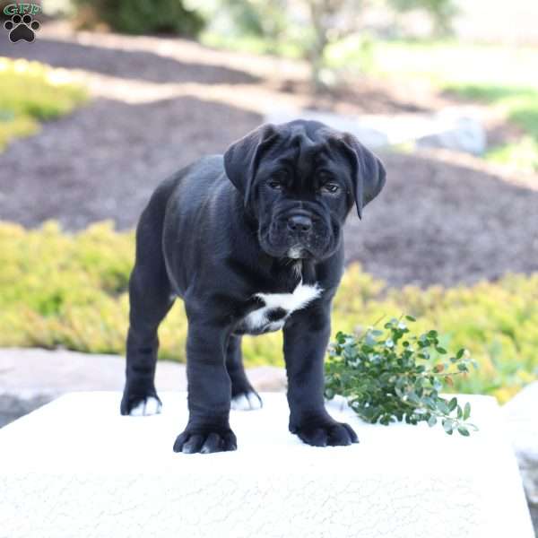 Daisy, Cane Corso Puppy